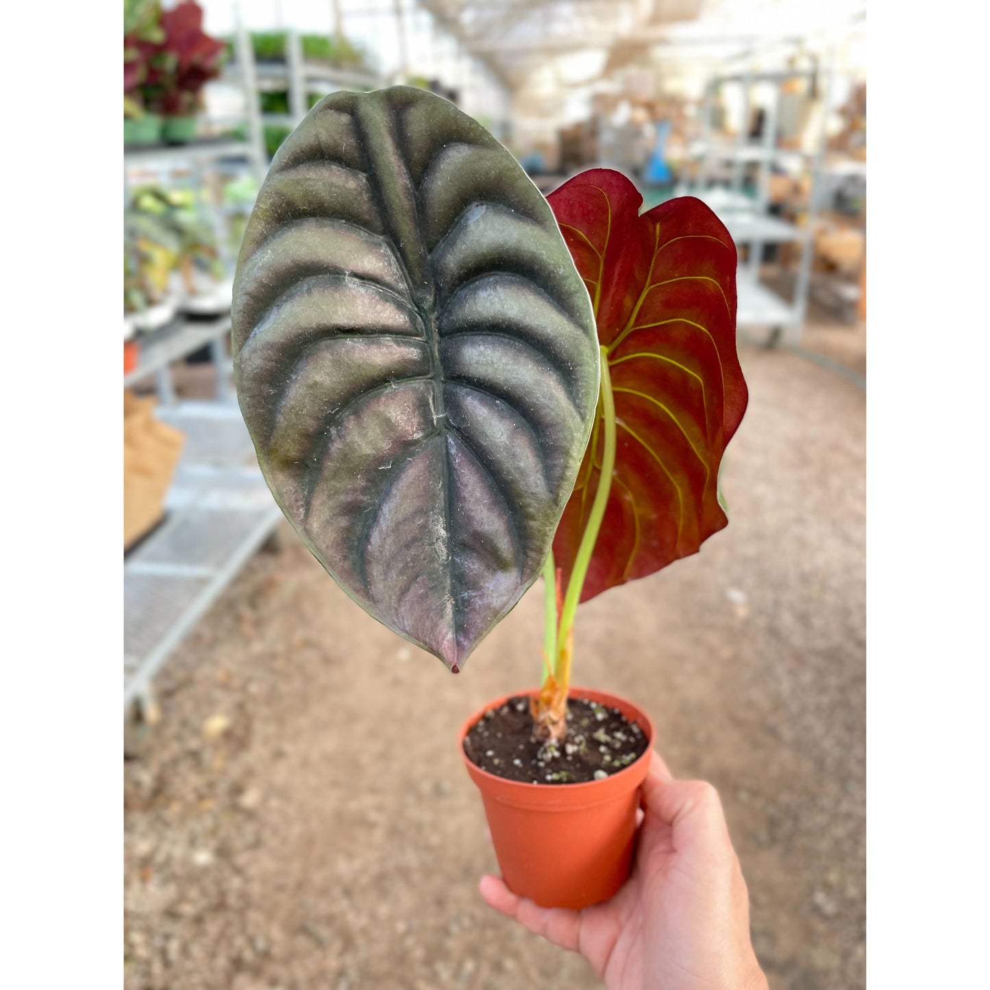 Alocasia Red Secret plant with metallic green and vibrant red heart-shaped leaves in terracotta pot