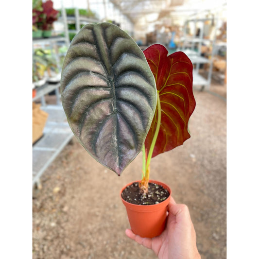 Alocasia Red Secret plant with metallic green and vibrant red heart-shaped leaves in terracotta pot