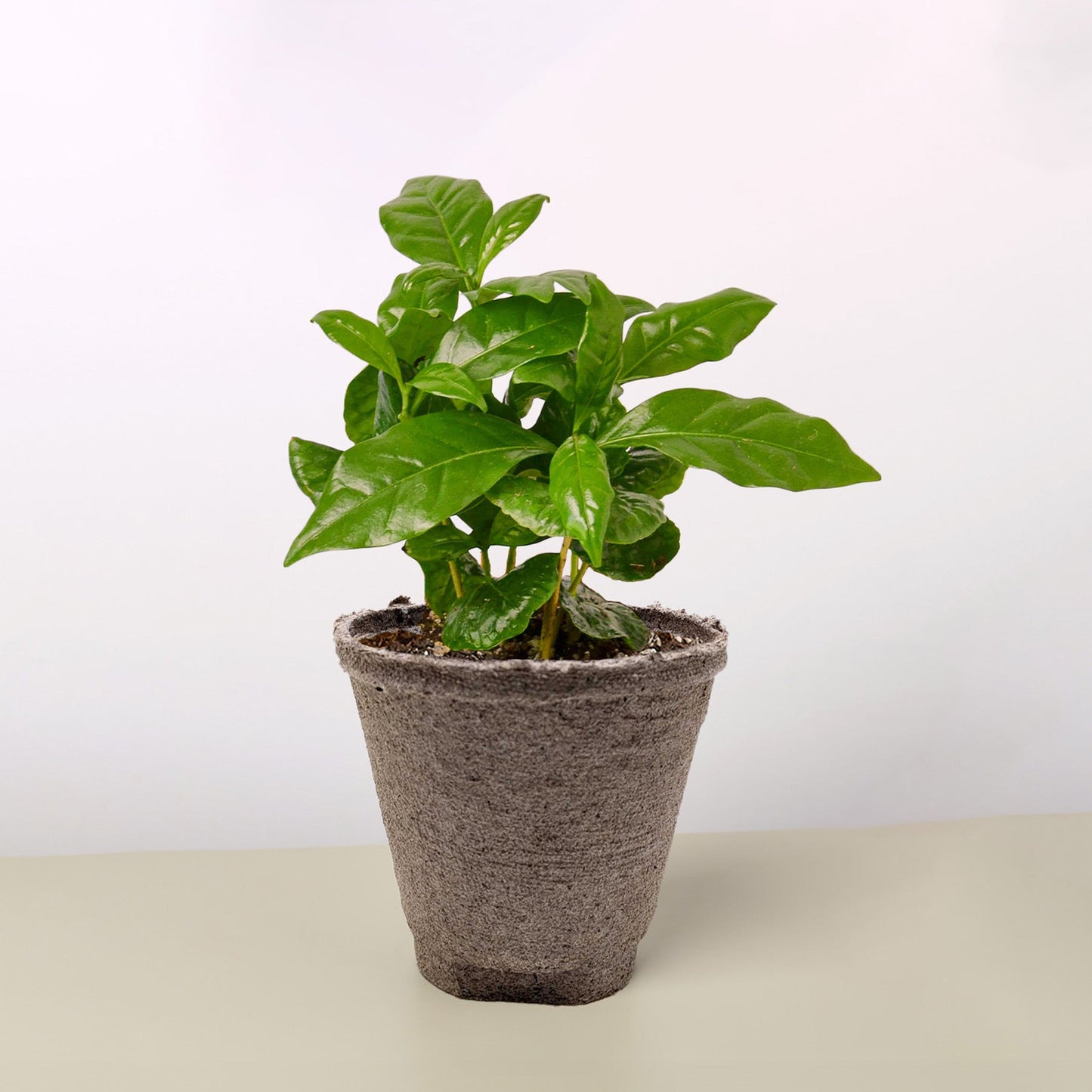 Small Arabica coffee plant with glossy green leaves in textured brown pot on neutral background