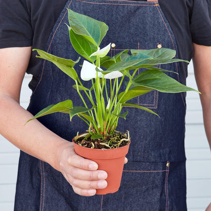 Person in denim apron holding potted Anthurium plant with glossy green heart-shaped leaves and white flowers