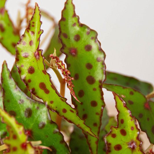 Begonia with green serrated leaves featuring pink spots and reddish-brown edges, showing bushy foliage