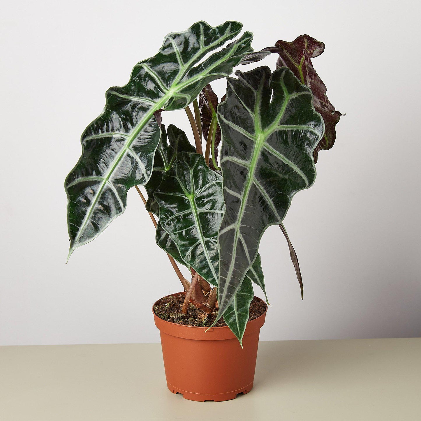Alocasia Polly plant with dark green arrow-shaped leaves and white veins in terracotta pot