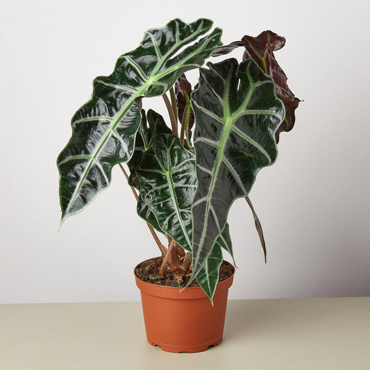 Alocasia Polly plant with dark green arrow-shaped leaves and white veins in terracotta pot