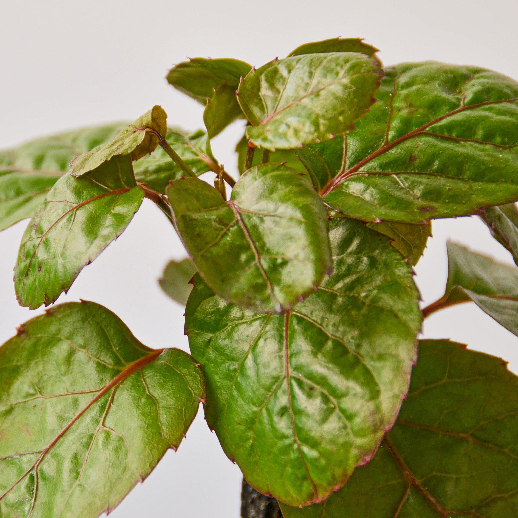 Aralia Fabian Stump with variegated green leaves and reddish stems against white background