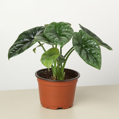 Alocasia 'mirror Face' (alocasia Sinuata) - Shiny Deep Green Leaves, Dwarf Hybrid | 4 in Pot