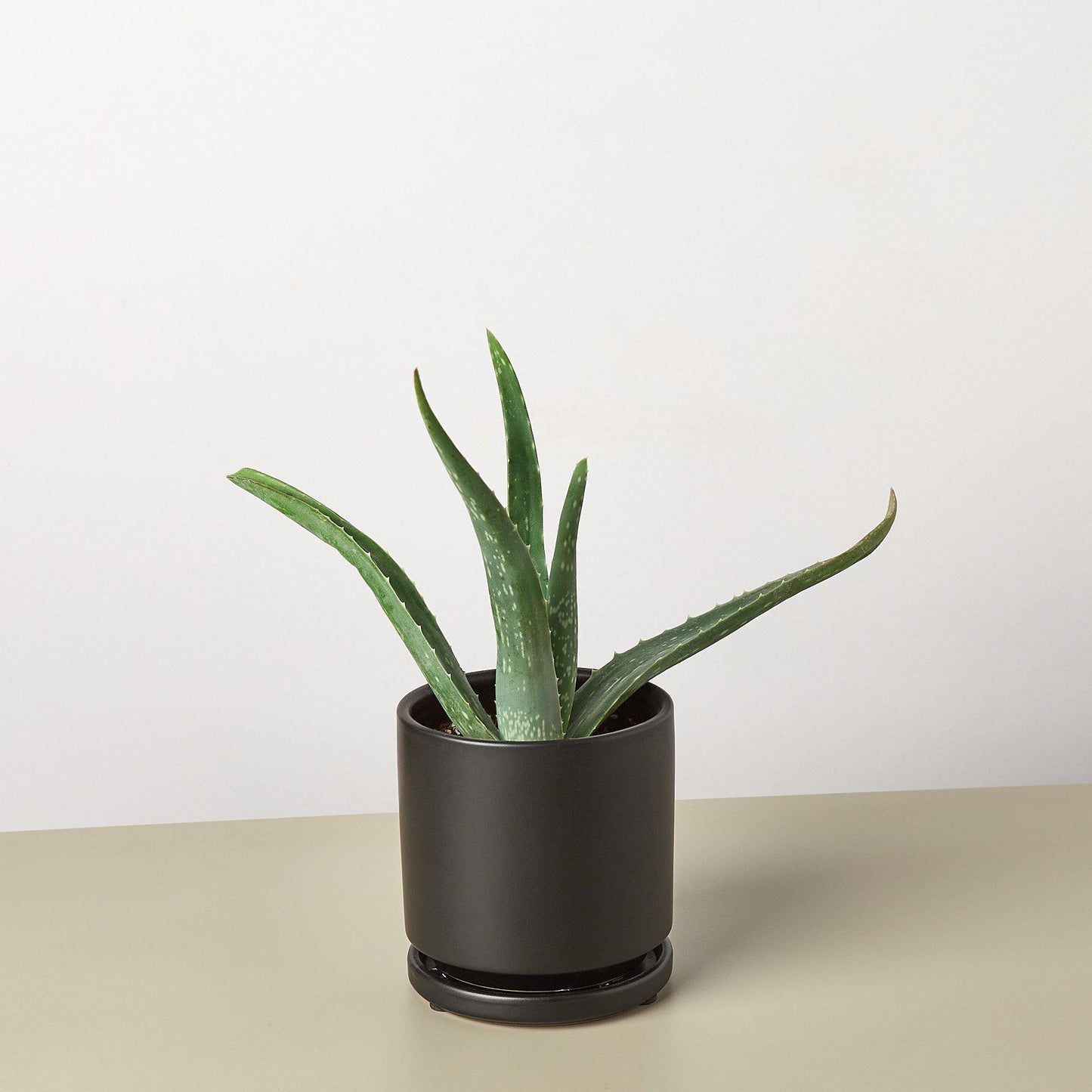 Aloe vera plant with thick green fleshy leaves in a black cylindrical pot on a neutral surface