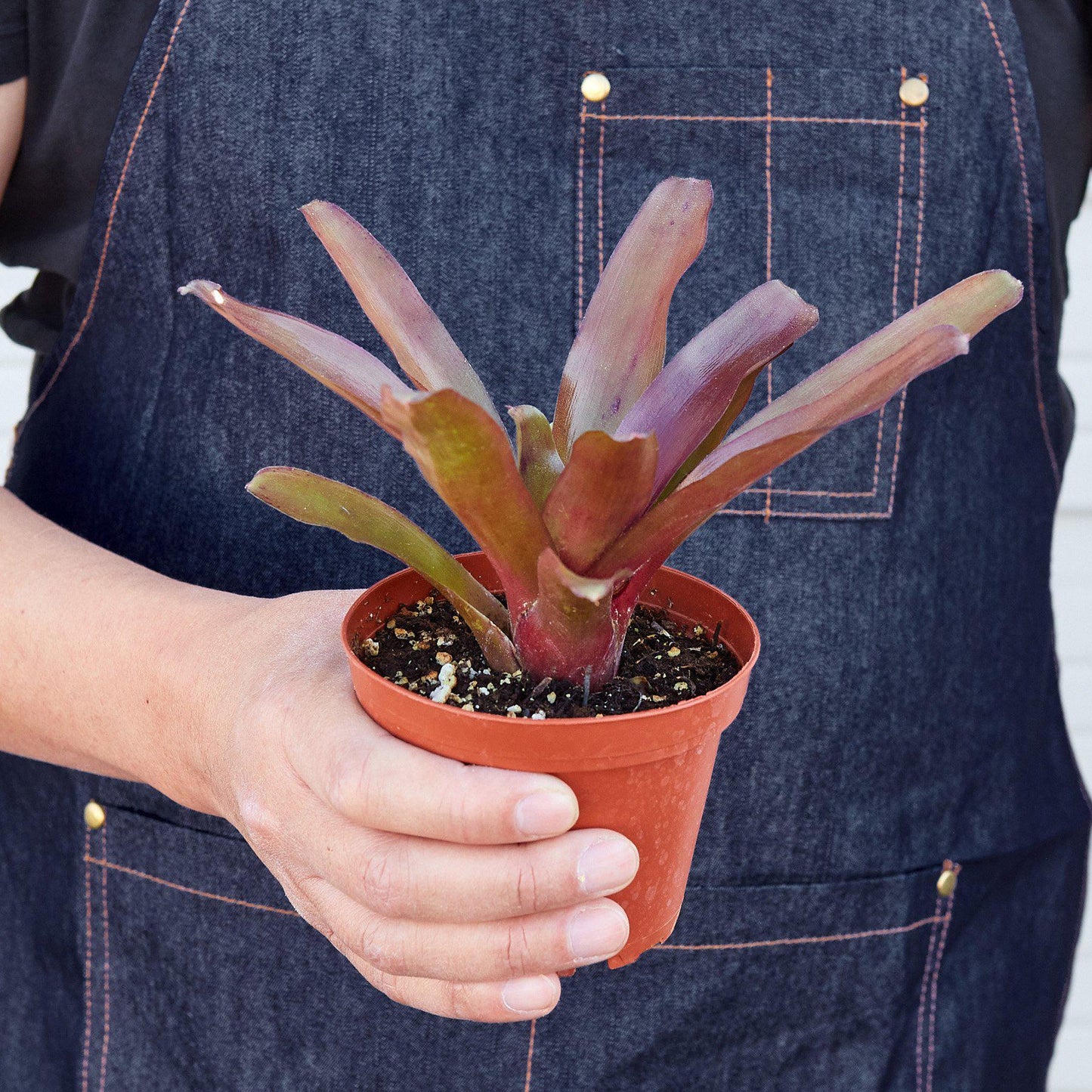 Person holding terracotta pot with red and green bromeliad plant against denim apron
