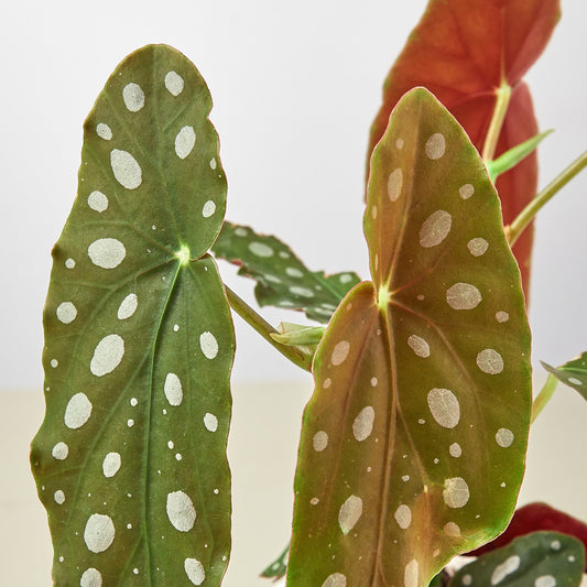 Polka dot begonia with distinctive white-spotted green leaves and reddish undersides against white background