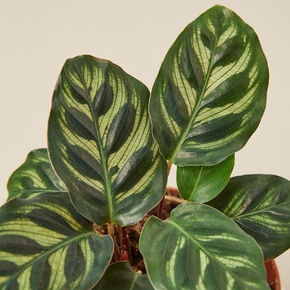Calathea makoyana with striking green and light green patterned leaves displaying peacock-like feather markings