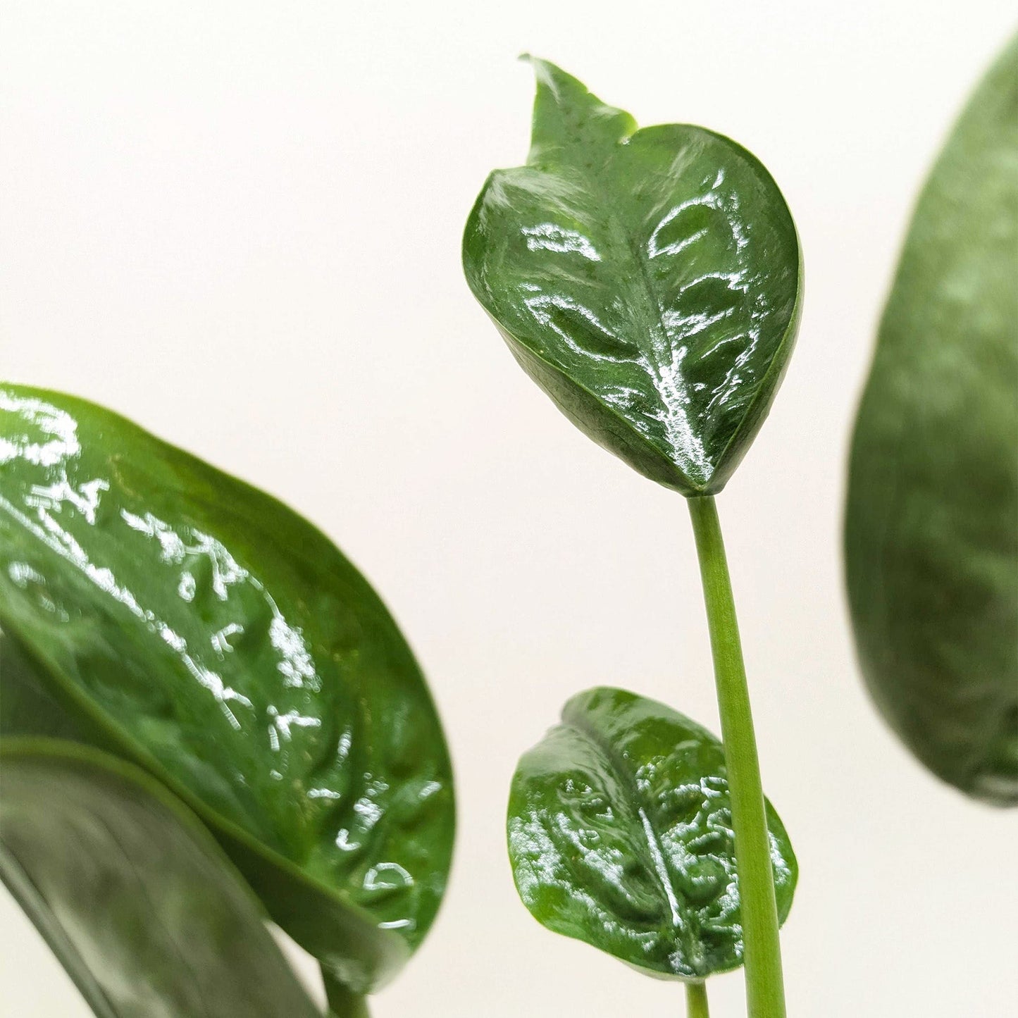 Glossy green heart-shaped Alocasia Tiny Dancer leaves with prominent white veining on slender stems against white background