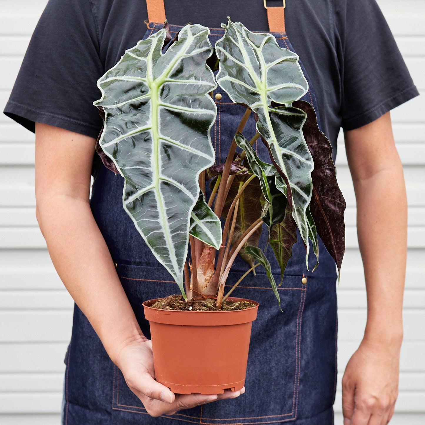 Person in apron holding potted Alocasia Polly plant with distinctive dark green arrow-shaped leaves and white veins