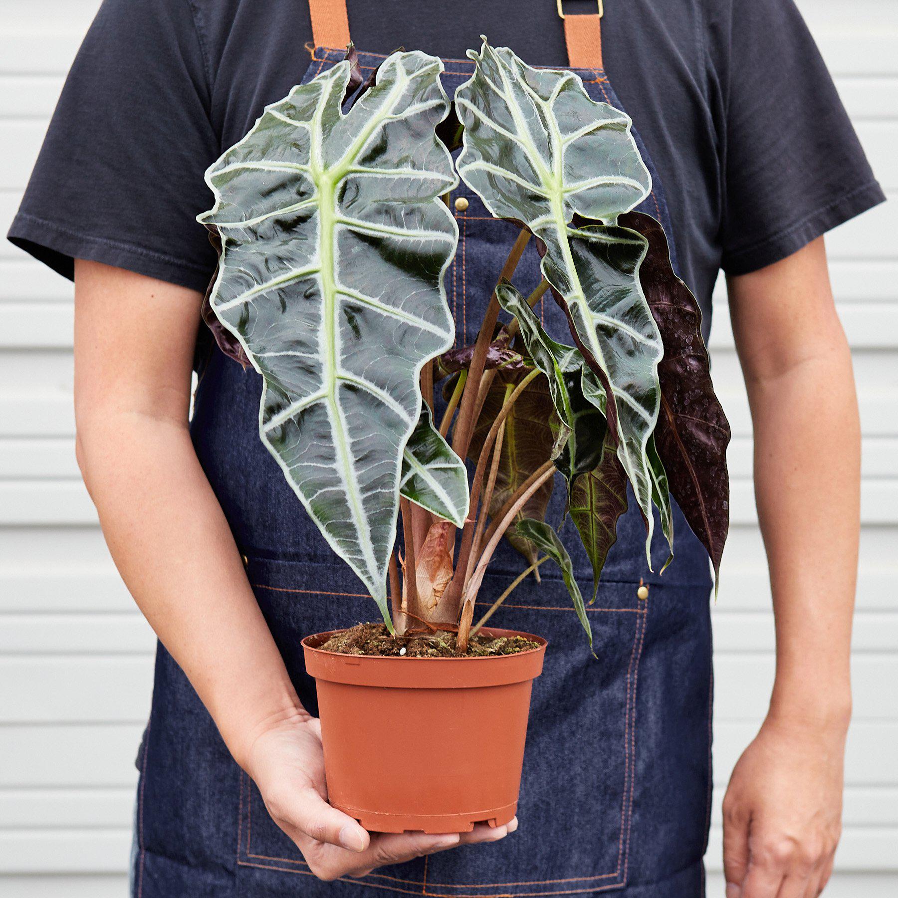 Person in apron holding potted Alocasia Polly plant with distinctive dark green arrow-shaped leaves and white veins