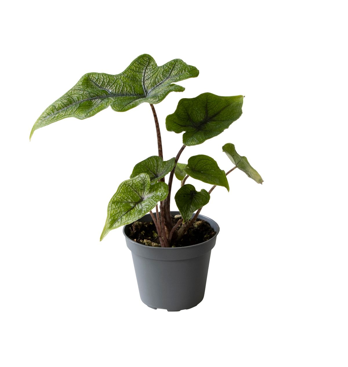 Alocasia Jacklyn plant with distinctive stag head shaped green leaves in black nursery pot