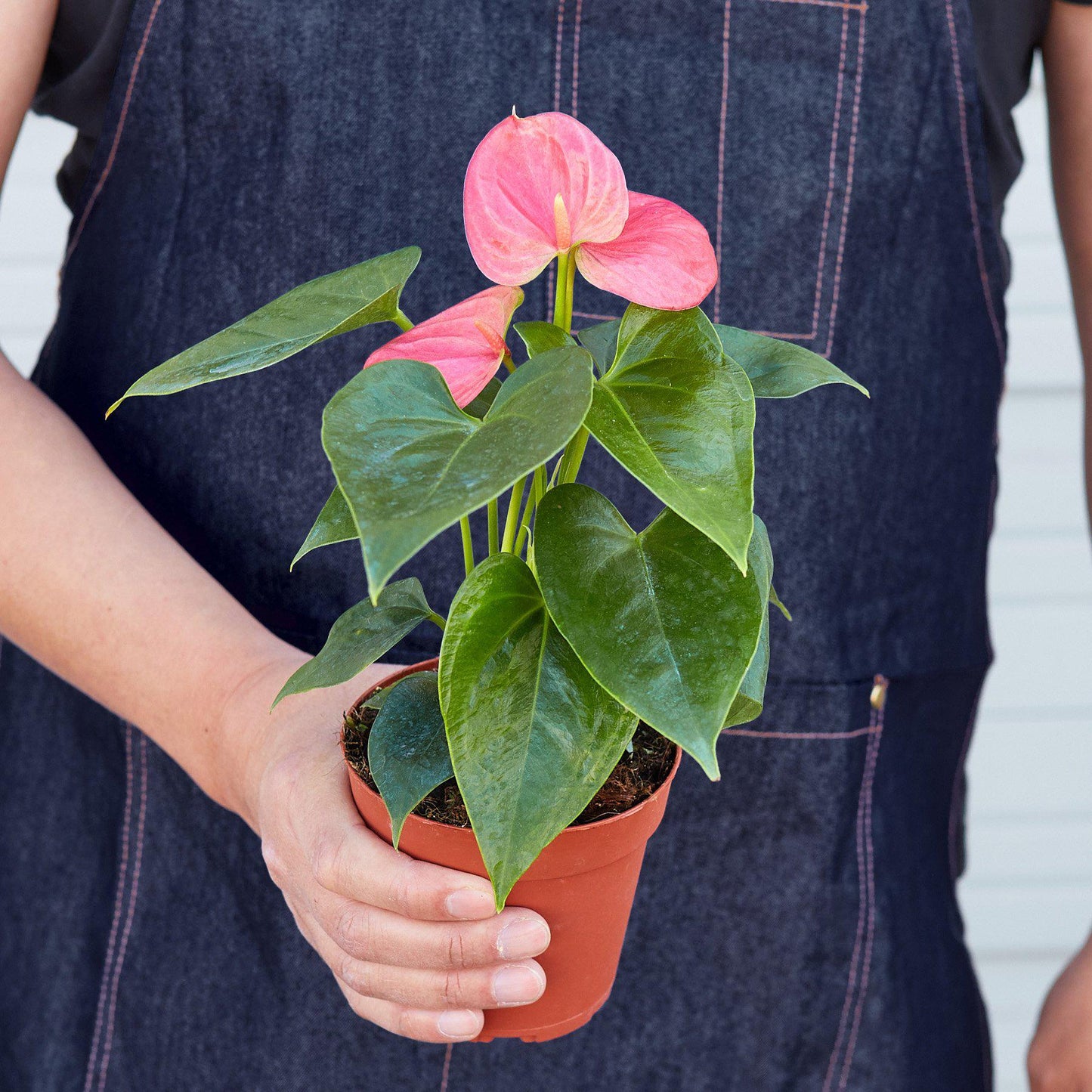 Pink Anthurium plant with glossy heart-shaped leaves and bright pink flower in terracotta pot held by person