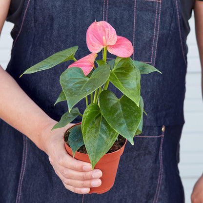 Pink Anthurium plant with glossy heart-shaped leaves and bright pink flower in terracotta pot held by person
