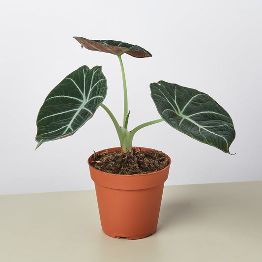 Alocasia Reginula with dark velvety leaves and white veins in terracotta pot on neutral background