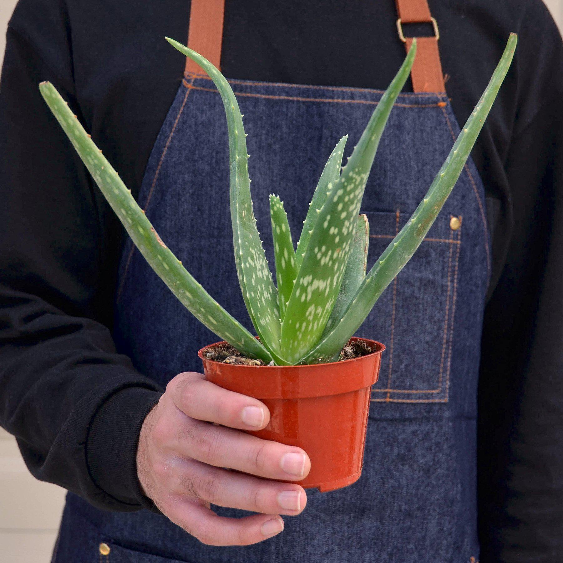 Person holding potted aloe vera plant with green spiky leaves in terracotta pot against denim apron