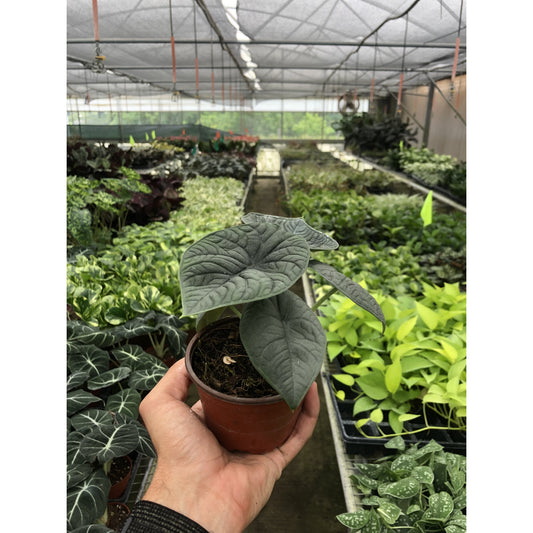 Alocasia Melo (alocasia Rugosa) - Thick Jade Green Leaves, Elephant Ear | Indoor Plant