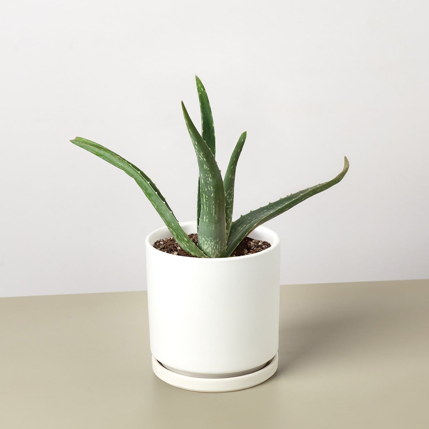 Aloe vera plant with thick green leaves in white ceramic pot with drainage saucer on neutral surface
