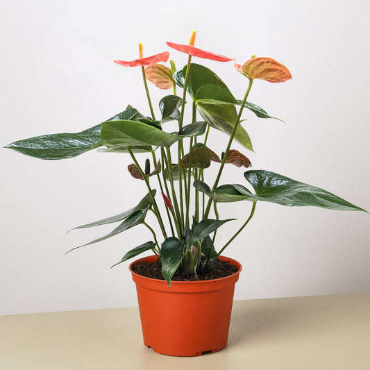 Anthurium plant with glossy green heart-shaped leaves and orange flamingo flowers in terracotta pot