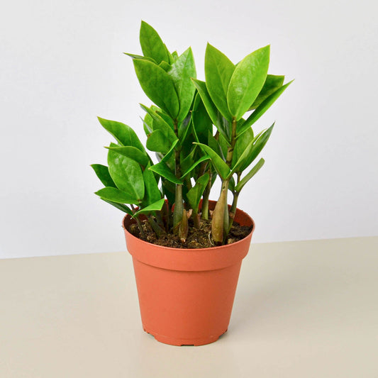 ZZ plant with glossy green leaves in terracotta pot on neutral background