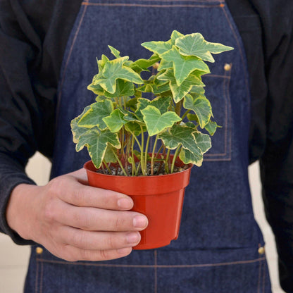Person holding variegated English Ivy with green and yellow leaves in orange pot against denim apron