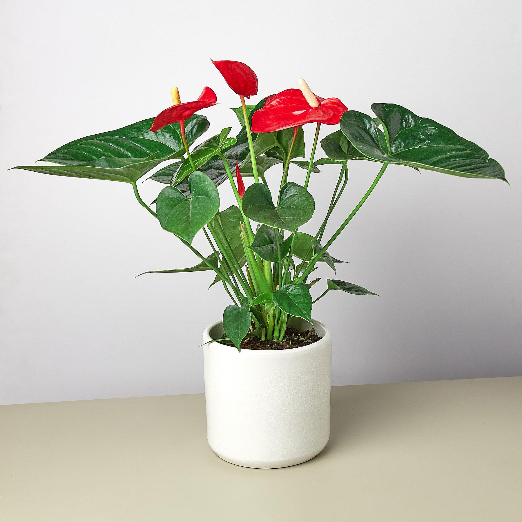 Anthurium plant with glossy red heart-shaped flowers and green leaves in white ceramic pot