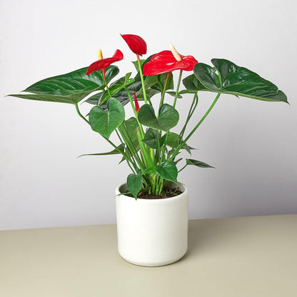 Anthurium plant with glossy red heart-shaped flowers and green leaves in white ceramic pot
