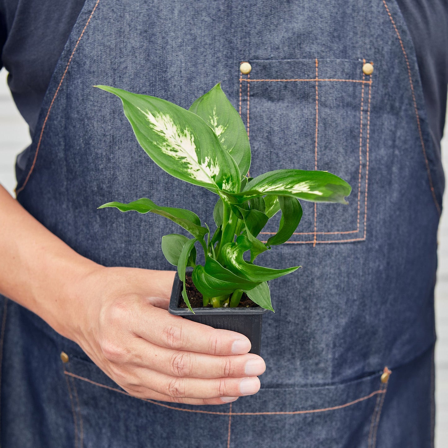 Person in denim apron holding small potted Dieffenbachia Camille plant with variegated green and white leaves
