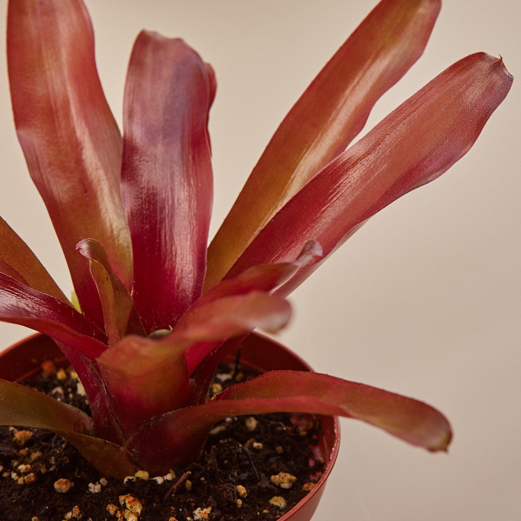 Deep red bromeliad with elongated leaves radiating from center, planted in terracotta pot with perlite soil mix