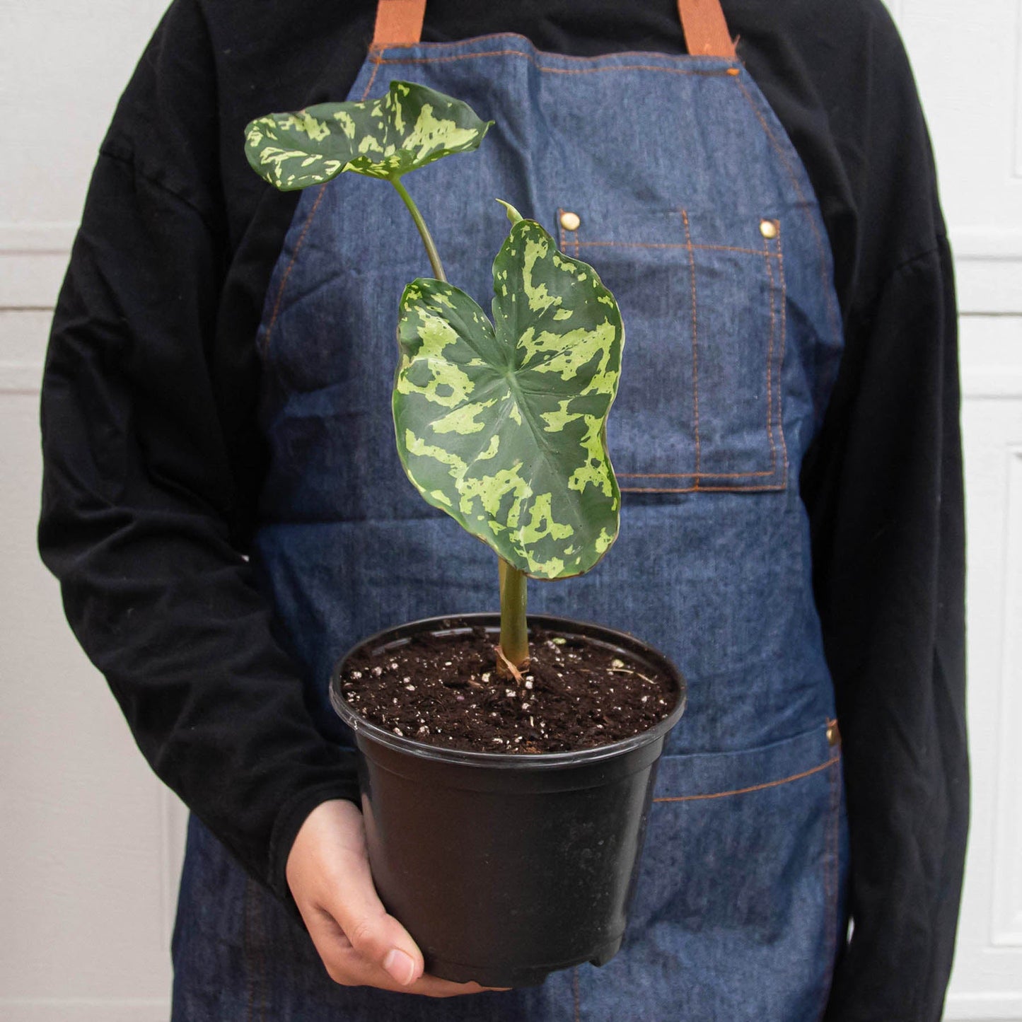 Person in denim apron holding potted Alocasia 'Hilo Beauty' with variegated green and yellow heart-shaped leaves