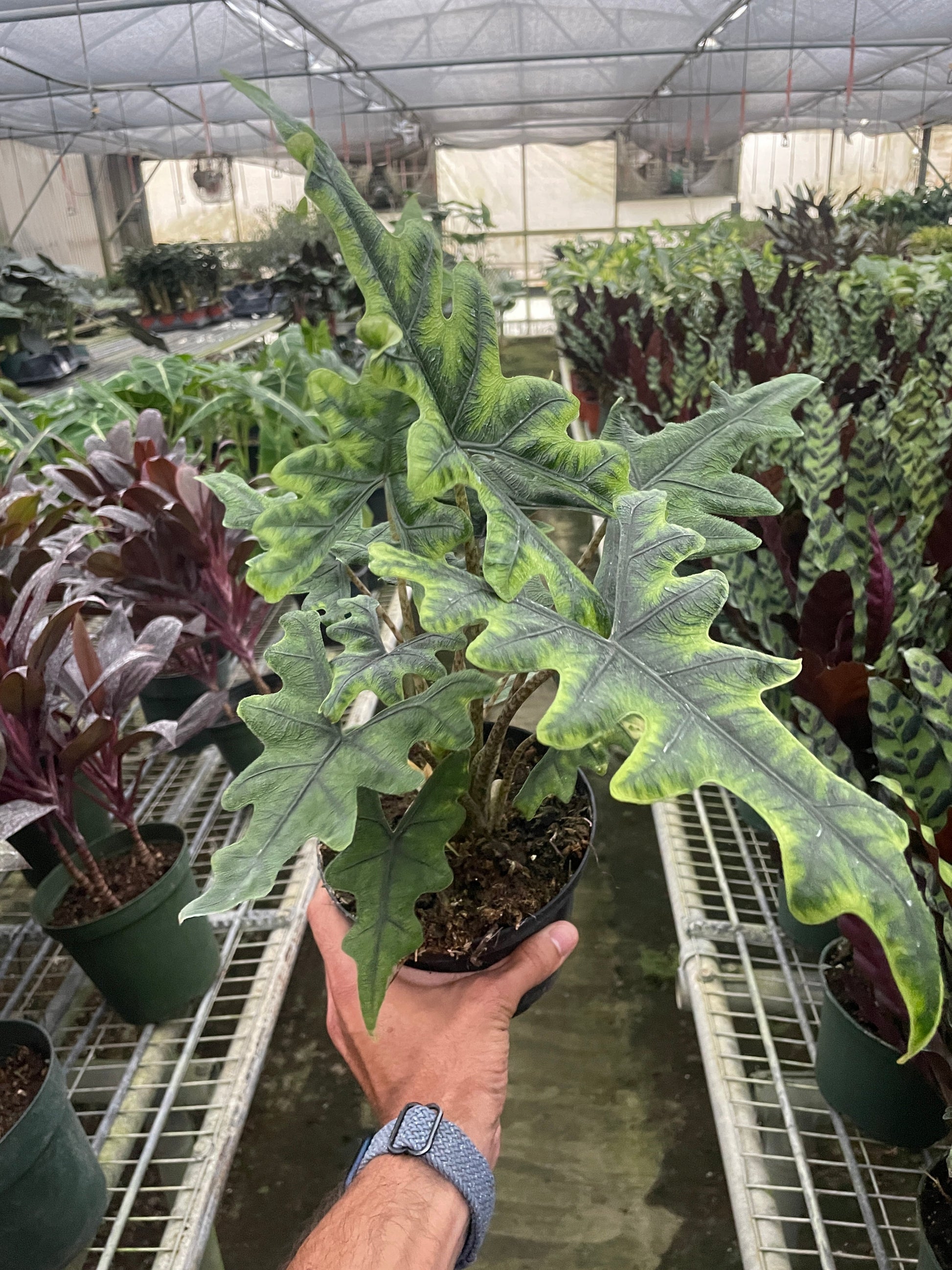Alocasia Jacklyn plant with distinctive stag head-shaped green leaves with prominent veining in nursery pot