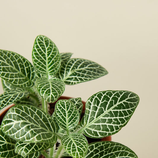 White-veined fittonia plant with deep green oval leaves featuring intricate white vein patterns against neutral background