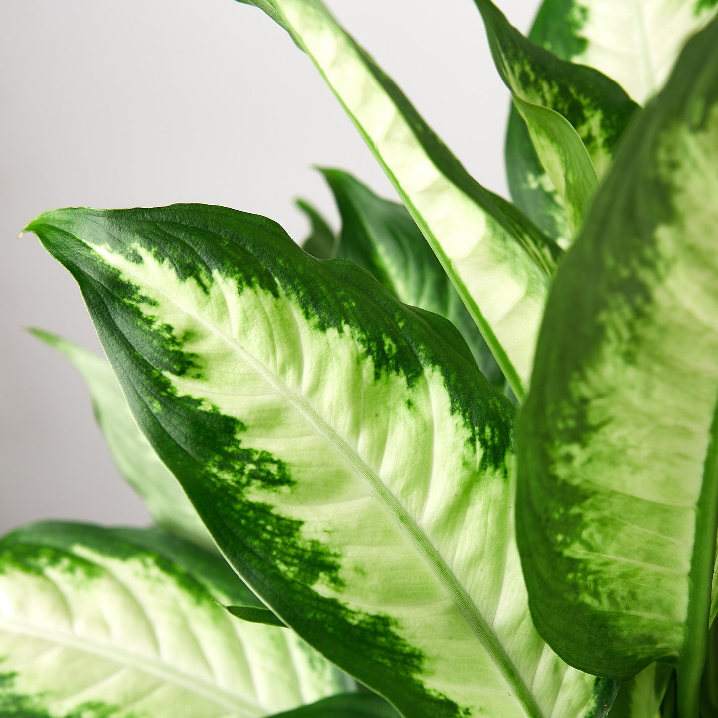 Dieffenbachia Camille plant with vibrant yellow-green variegated leaves and dark green edges