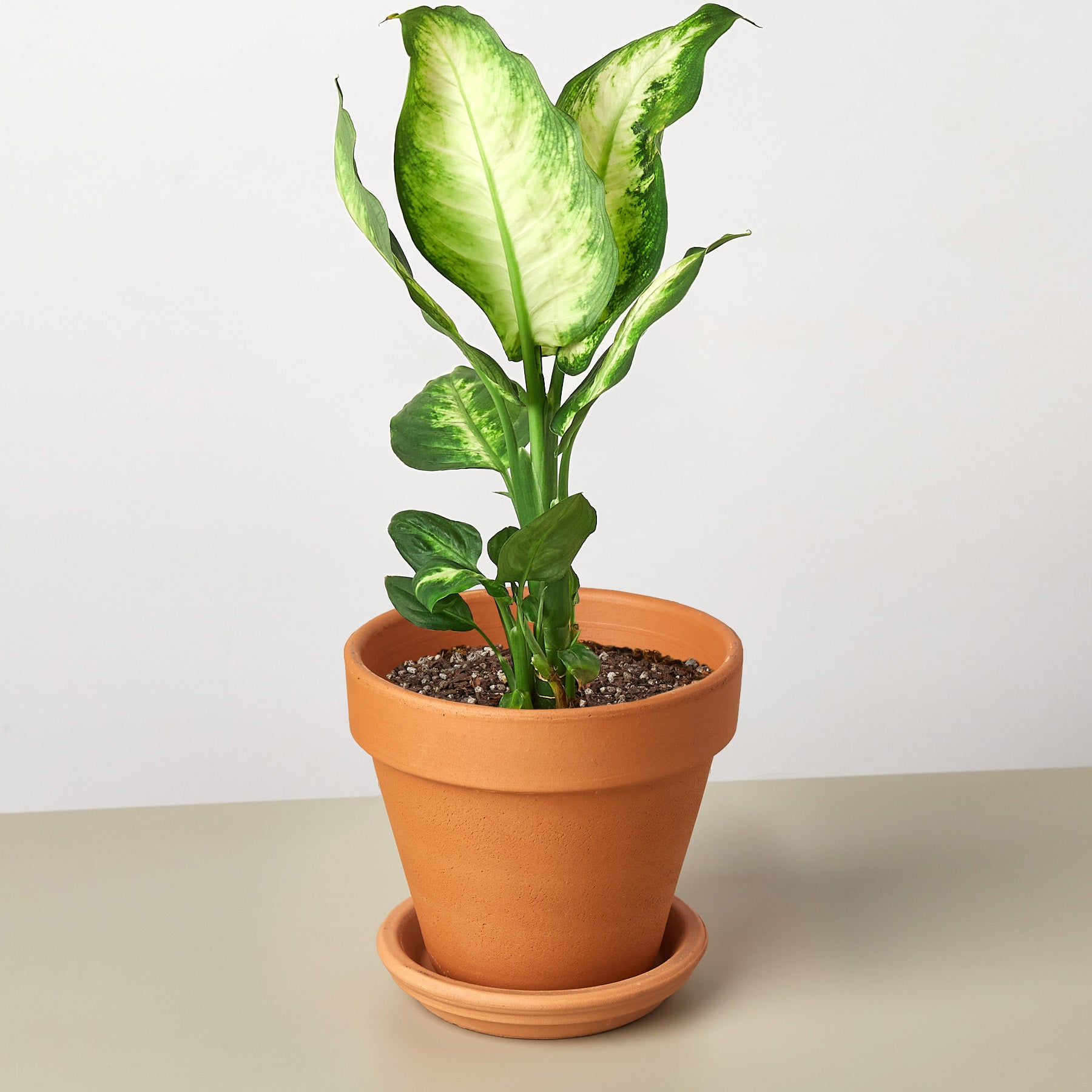 Dieffenbachia Camille plant with variegated yellow-green leaves in terracotta pot with saucer
