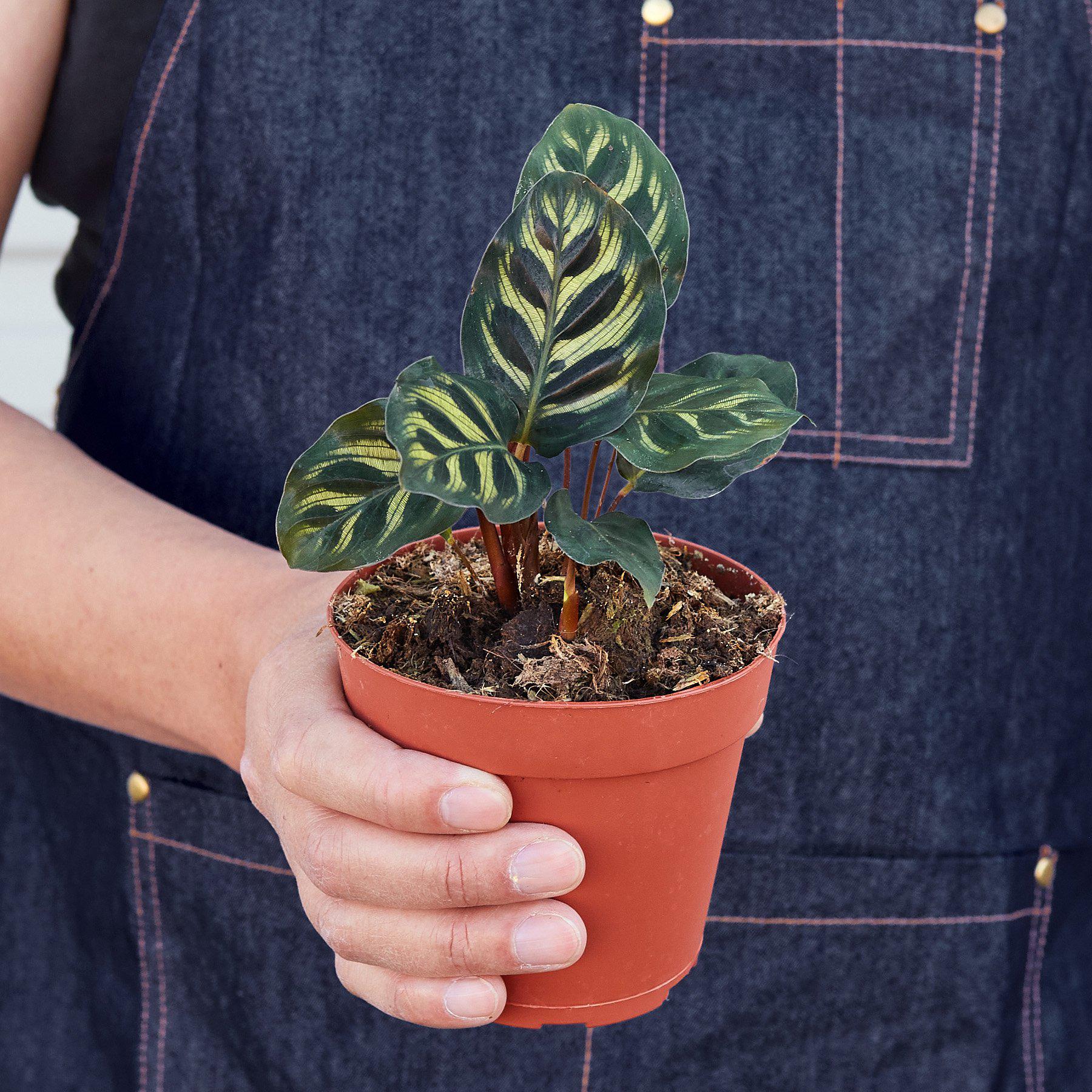 Person holding small potted Calathea makoyana with distinctive green striped leaves in terracotta pot