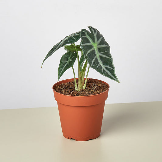 Alocasia Amazonica 'Bambino' in terracotta pot with dark green arrowhead leaves and white veins
