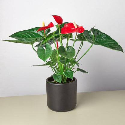 Red anthurium plant with glossy heart-shaped leaves and bright red flowers in a black cylindrical pot
