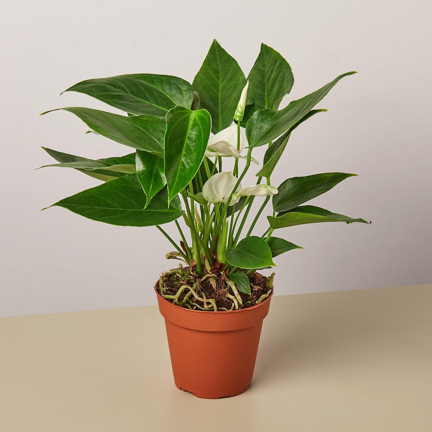 Anthurium plant with glossy green heart-shaped leaves and white spadix flowers in terracotta pot