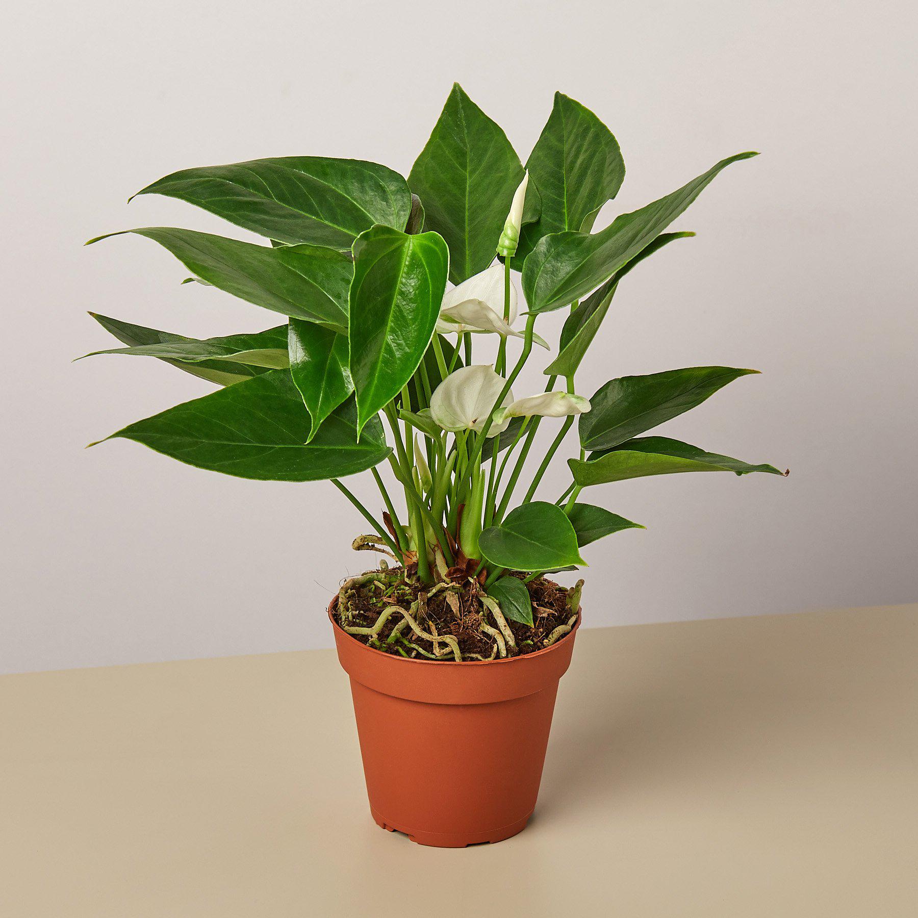 Anthurium plant with glossy green heart-shaped leaves and white spadix flowers in terracotta pot
