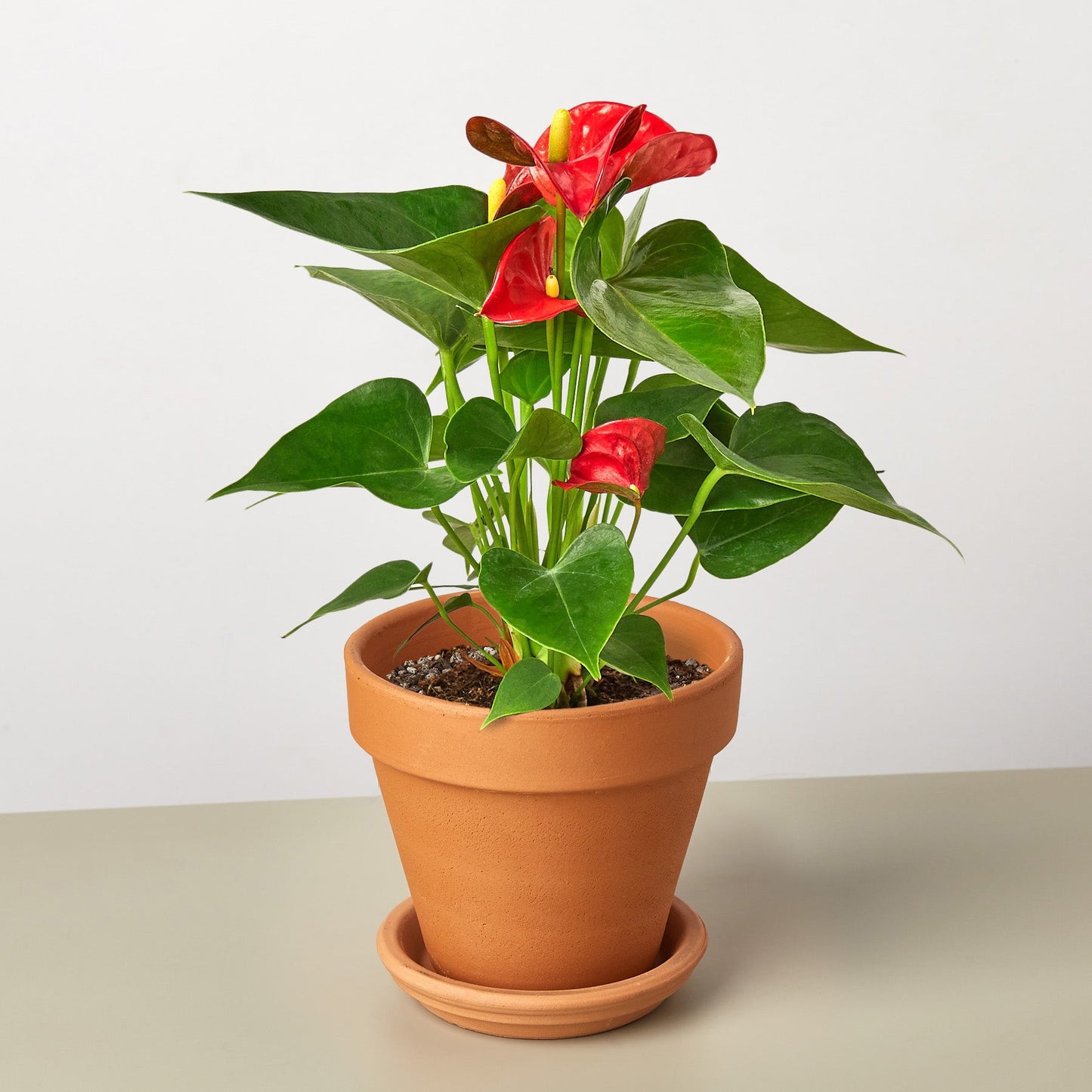 Red anthurium plant with glossy heart-shaped leaves and bright red flowers in terracotta pot with saucer