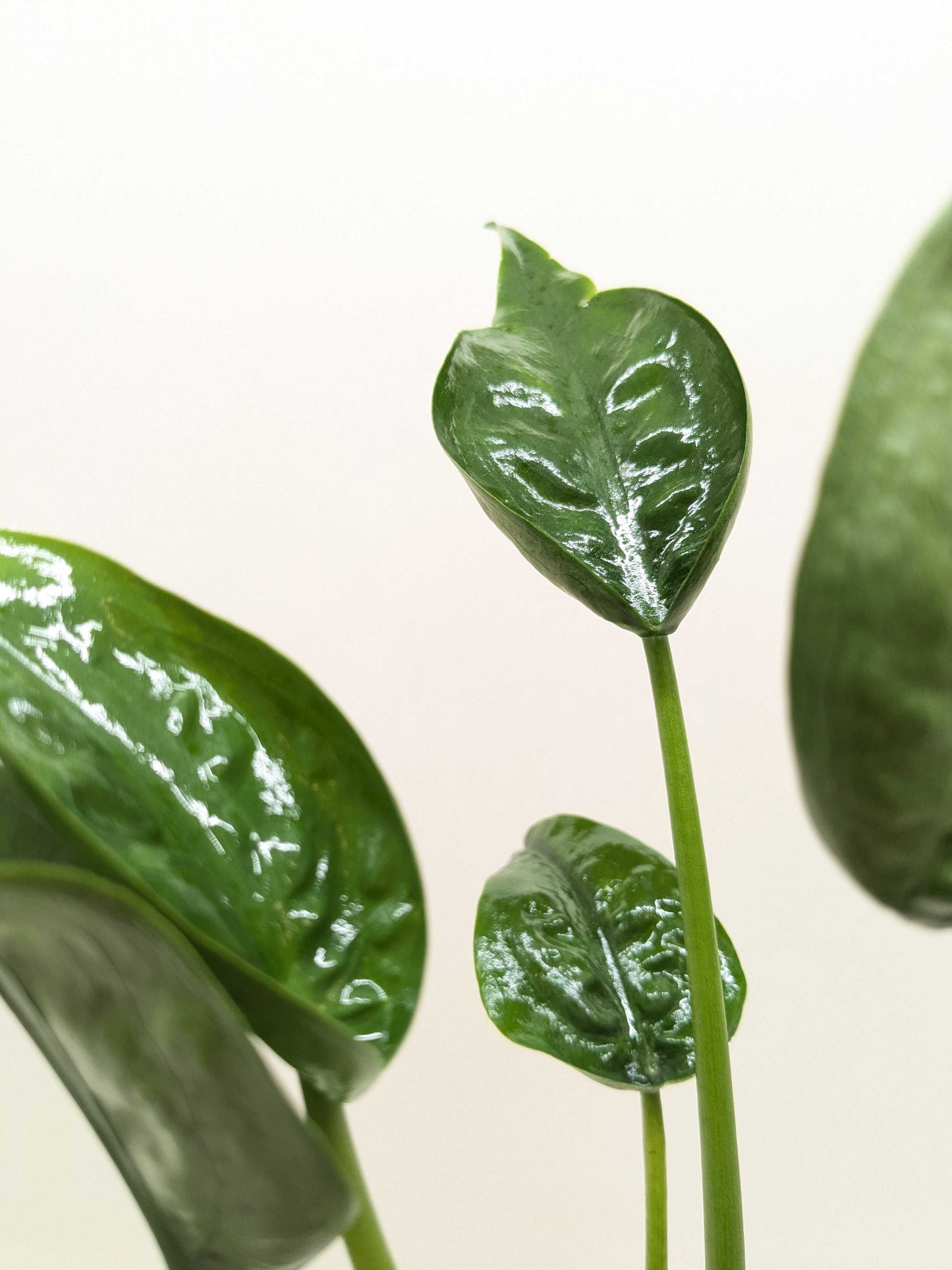 Glossy green heart-shaped Alocasia Tiny Dancer leaves with prominent veining on long stems against white background