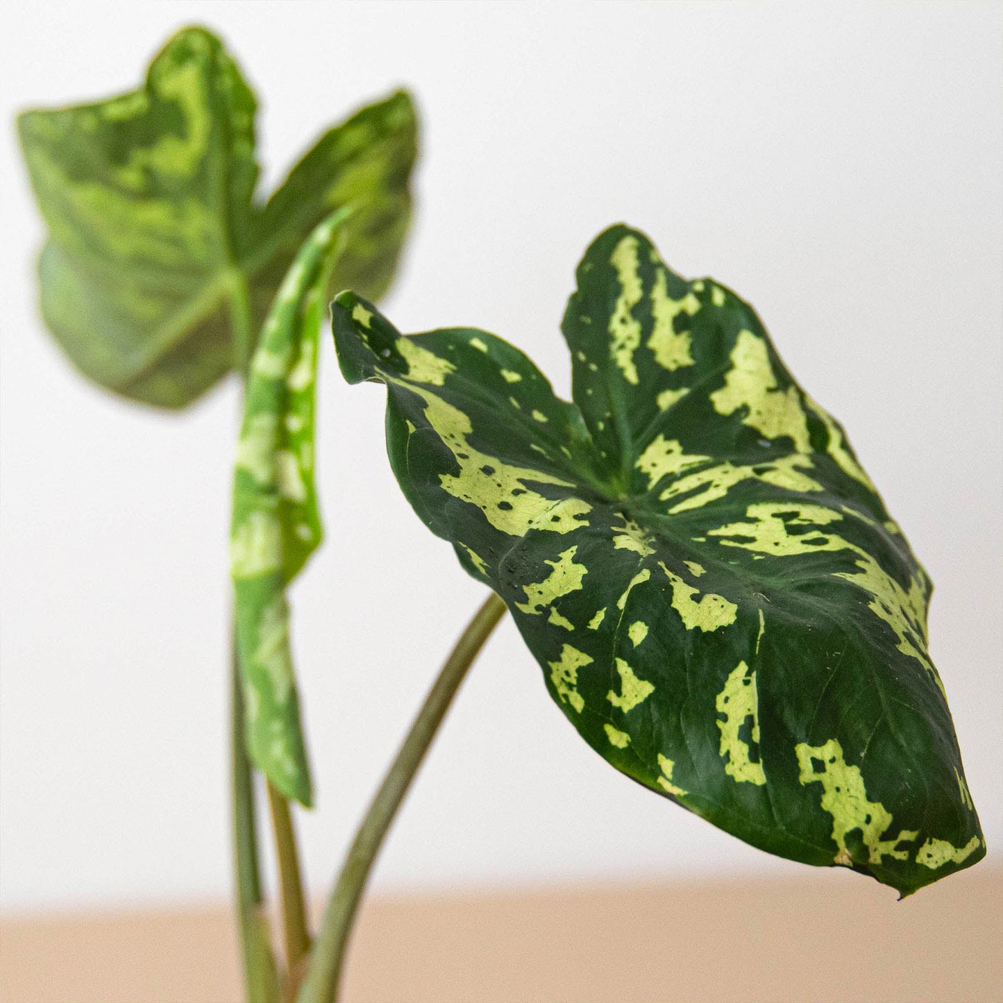 Variegated Alocasia 'Hilo Beauty' with heart-shaped green leaves featuring yellow-green mottled patterns