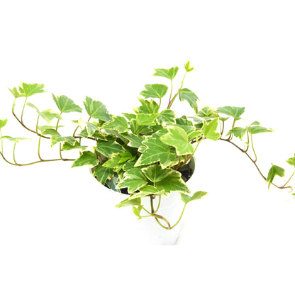 Trailing English Ivy with variegated white-edged green leaves in a pot on white background
