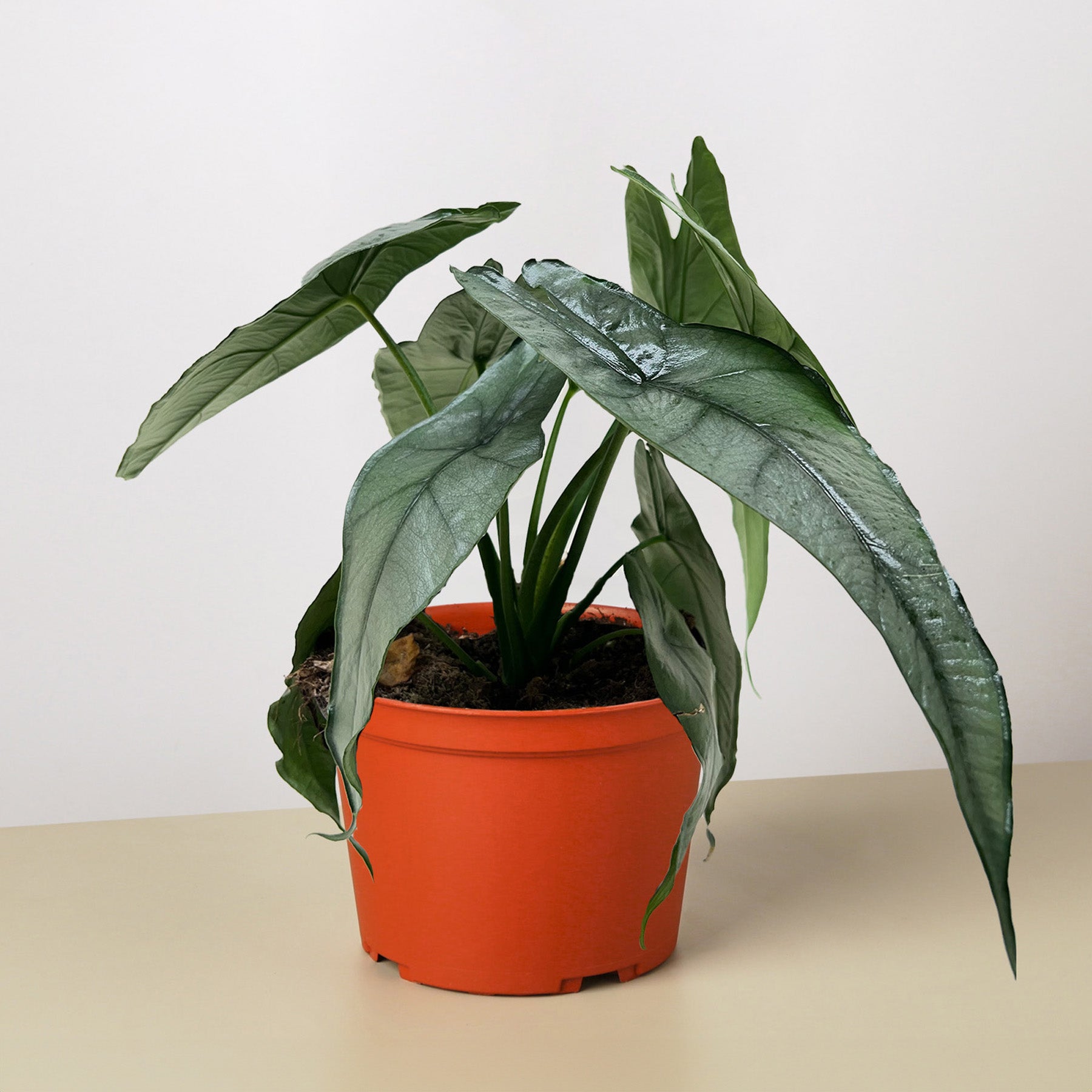 Alocasia Dragon's Breath plant with silvery-blue pointed leaves in orange pot on neutral background