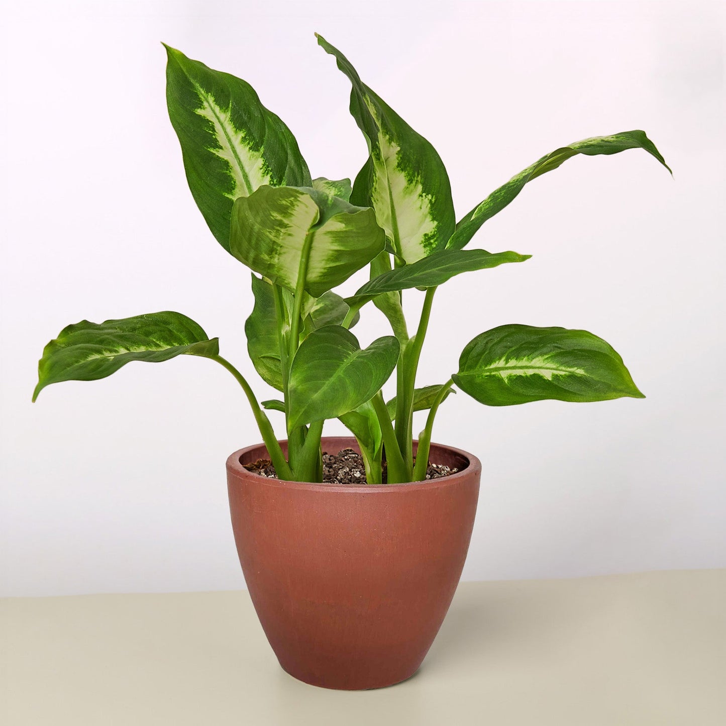 Dieffenbachia Camille plant with variegated yellow-green leaves in terracotta pot on neutral background