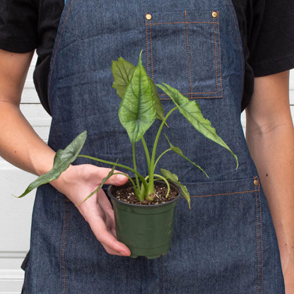 Person in denim apron holding potted Alocasia 'Dragon's Breath' with silvery-green pointed leaves