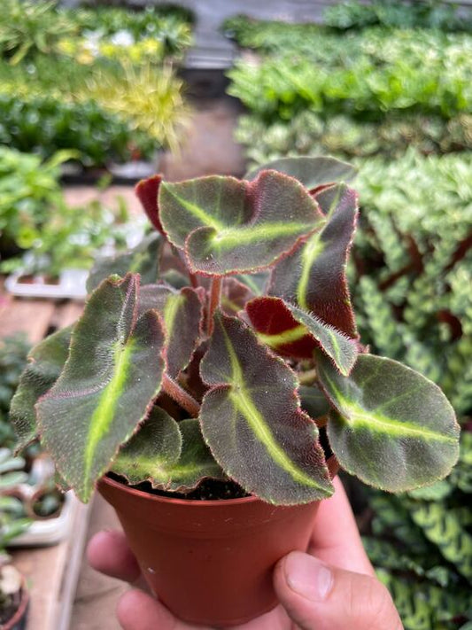 Begonia Listada with striped velvet leaves featuring lime green edges and mahogany undersides in terracotta pot