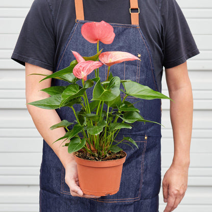 Person in denim apron holding potted anthurium plant with pink heart-shaped flowers and glossy green leaves