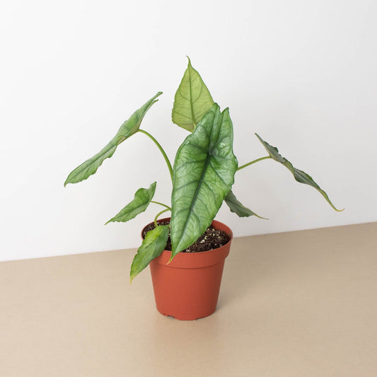 Alocasia 'Dragon's Breath' in terracotta pot with silvery-green pointed leaves and arching stems